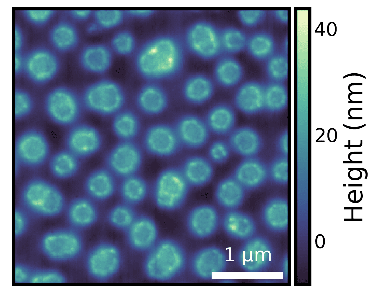 image-with-scalebar